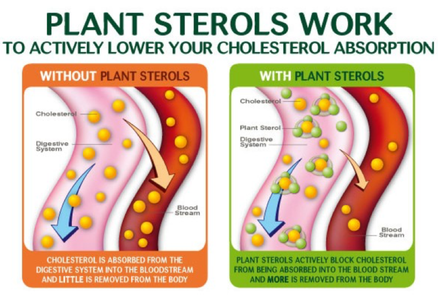 The Power of Plant Sterols and benefits to lower BAD Cholesterol!