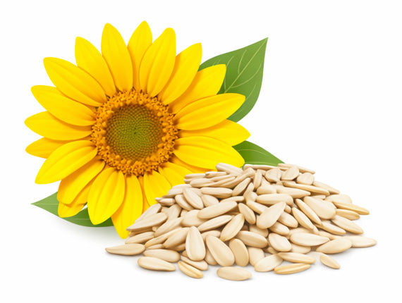 Sunflower and sunflower seeds on a white background